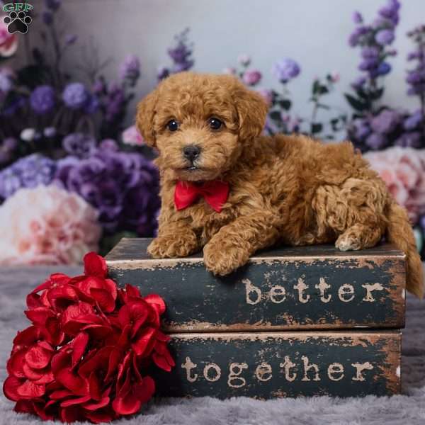 Dodge, Bich-Poo Puppy